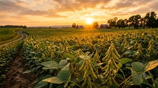 Soybean